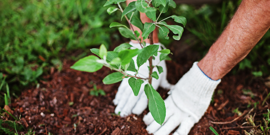 Allergy-Friendly Gardening: Top Tips for an Itch-Free Spring