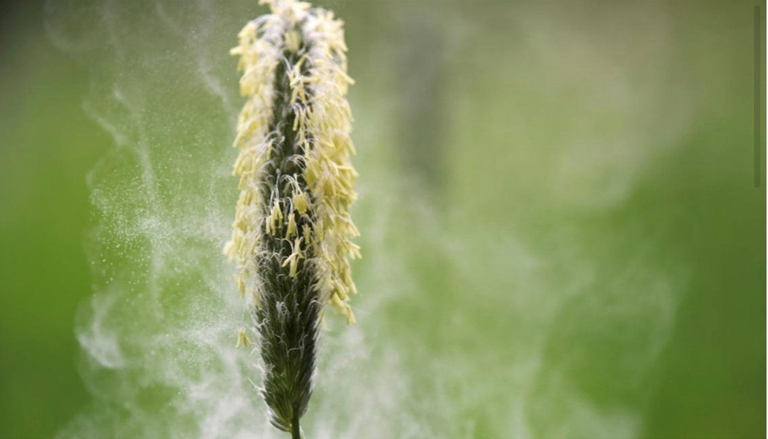 Pollen alert? Don't worry, follow our tips to pollen proof your picnic.